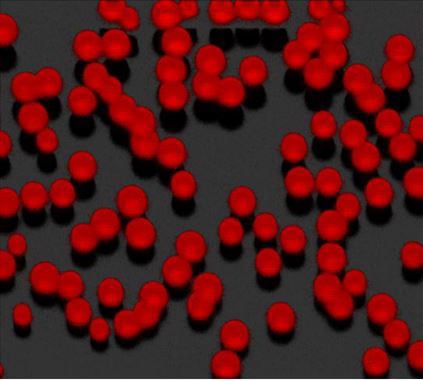 Fluorescent Uniform Latex Particles (FLULP)