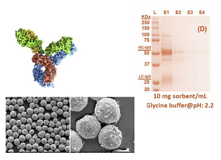 Protein A ve protein A/G bağlı manyetik SiO₂ mikroküreler ile IgG SAFLAŞTIRMA KİTİ (IgGPK-mSi)