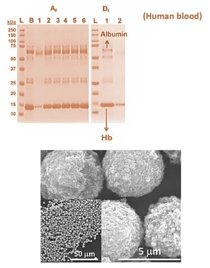 Hemoglobin Purification Kit (HPK)