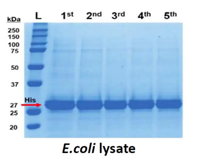  Histidine Tagged Protein Isolation and Detection Kit with Silica Microspheres (HTTP-IK-Si)