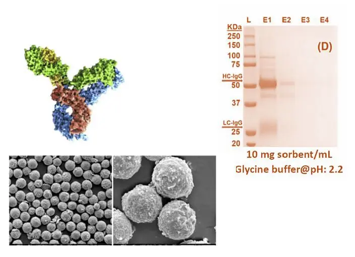  IgG PURIFICATION KIT with protein A andprotein A/G coupled magnetic SiO2 microspheres (IgGPK-mSi)