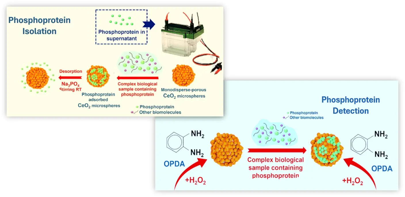Phosphoprotein Isolation and Detection Kit (PIDK)