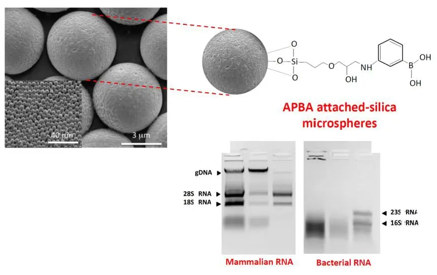 RNA (Bacterial and mammalian) Isolation Kit  (RNA-IK)